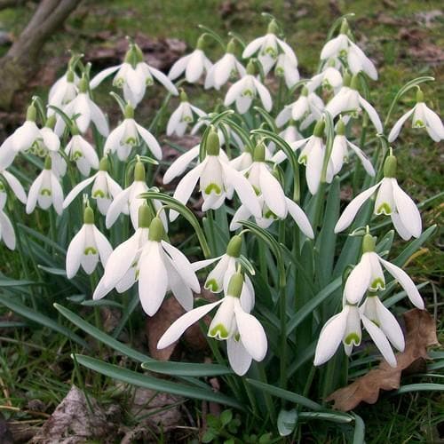 Galanthus nivalis - Snowdrop - Future Forests