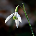 Galanthus nivalis - Snowdrop Bulbs / Loose / In the Green