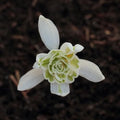 Galanthus nivalis Flore Pleno - Double Snowdrop - Future Forests