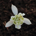 Galanthus nivalis Flore Pleno - Double Snowdrop Bulbs / Loose / In the Green