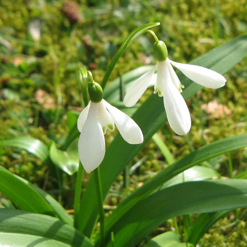 Galanthus woronowii - Snowdrop