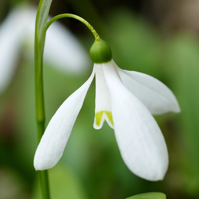 Galanthus woronowii - Snowdrop