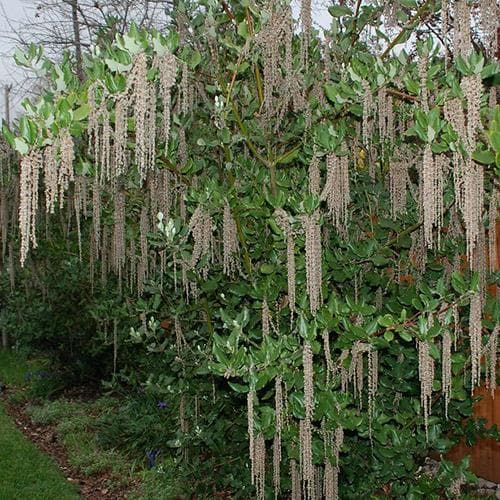 Garrya elliptica James Roof