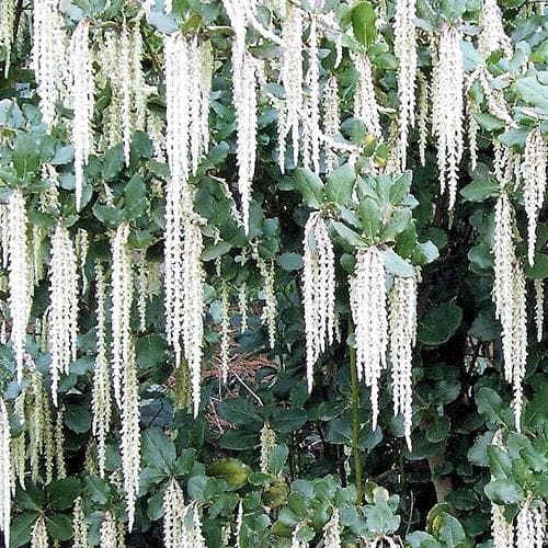 Garrya elliptica James Roof