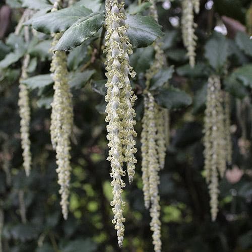 Garrya elliptica James Roof