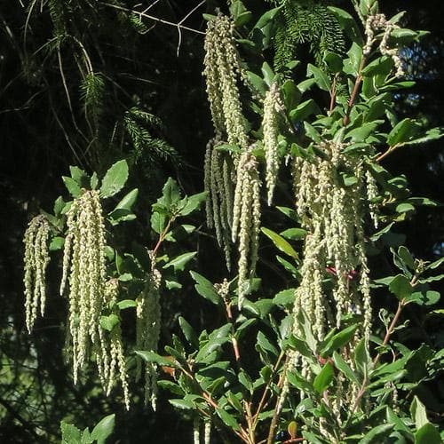 Garrya elliptica James Roof