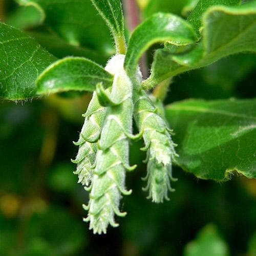 Garrya elliptica James Roof