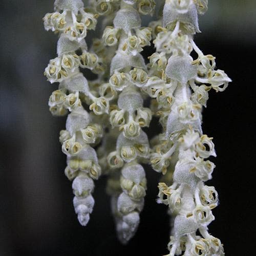 Garrya elliptica James Roof