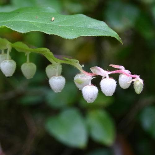 Gaultheria shallon - Future Forests