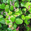 Gaultheria shallon Pot | 9cm / Young plant