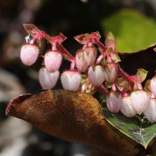 Gaultheria shallon - Future Forests