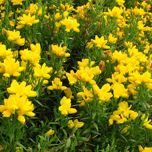 Genista hispanica