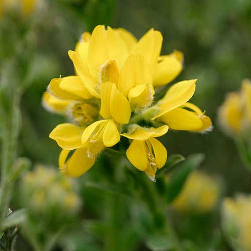 Genista hispanica