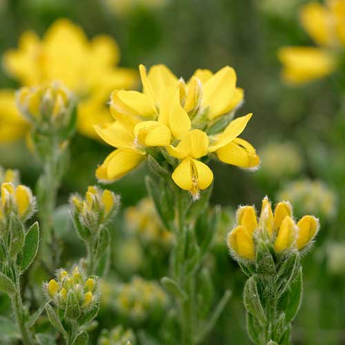 Genista hispanica