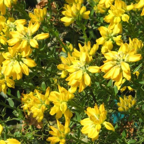 Genista hispanica