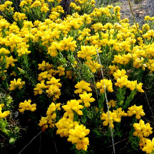 Genista hispanica