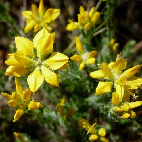 Genista hispanica