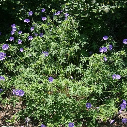 Geranium Brookside