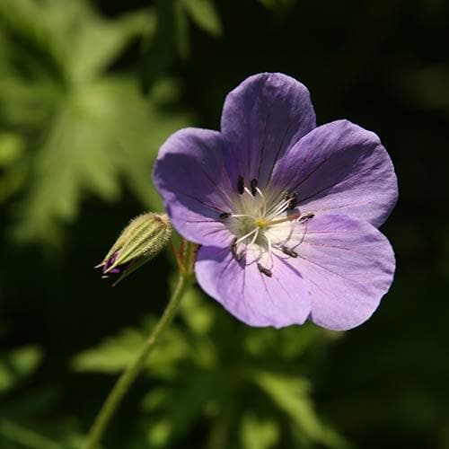 Geranium Brookside