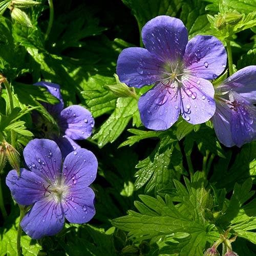 Geranium Brookside