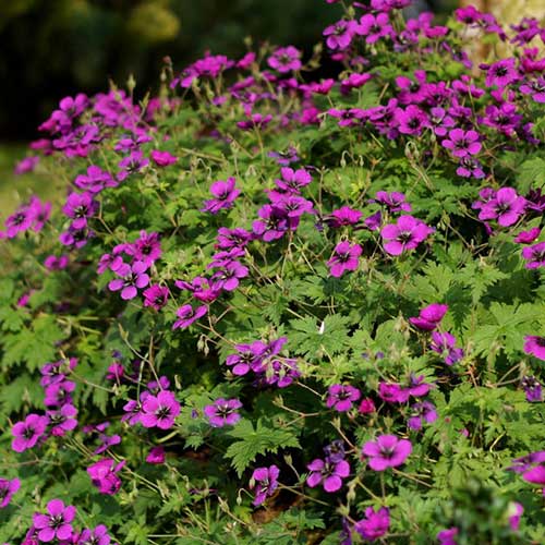 Geranium Dragonheart (Bremdra)