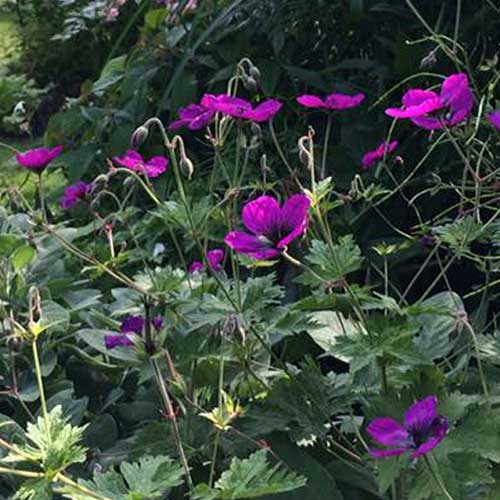 Geranium Dragonheart (Bremdra)