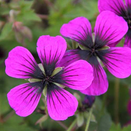 Geranium Dragonheart (Bremdra)