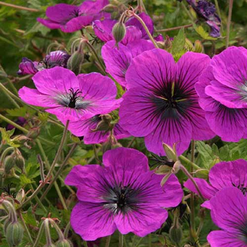 Geranium Dragonheart (Bremdra)