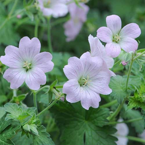 Geranium Dreamland