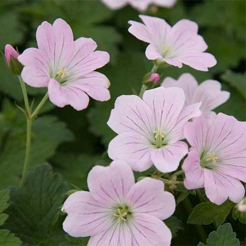 Geranium Dreamland