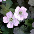 Geranium Dusky Rose