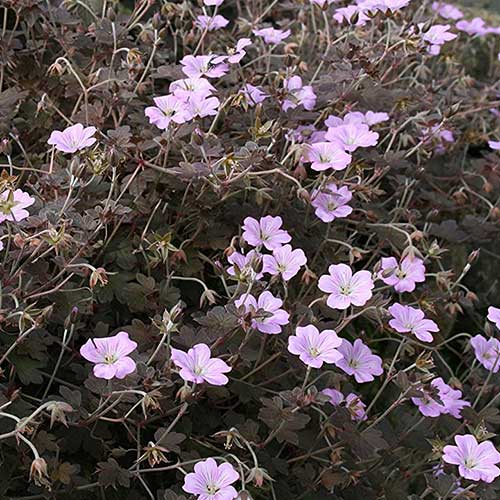 Geranium Dusky Rose