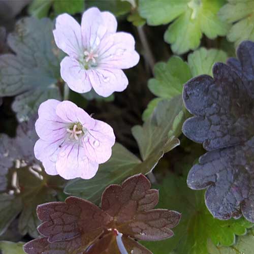 Geranium Dusky Rose