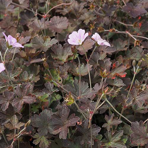 Geranium Dusky Rose