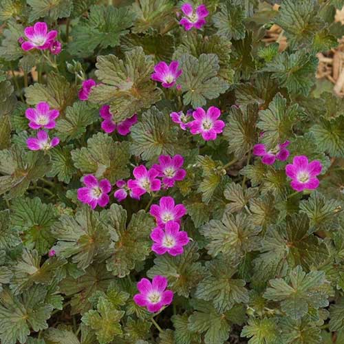 Geranium Orkney Cherry (Bremerry)