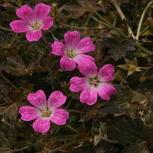 Geranium Orkney Cherry (Bremerry)