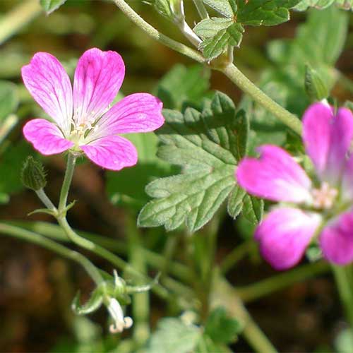 Geranium Orkney Cherry (Bremerry)