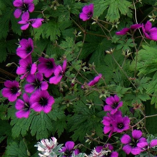 Geranium Ann Folkard