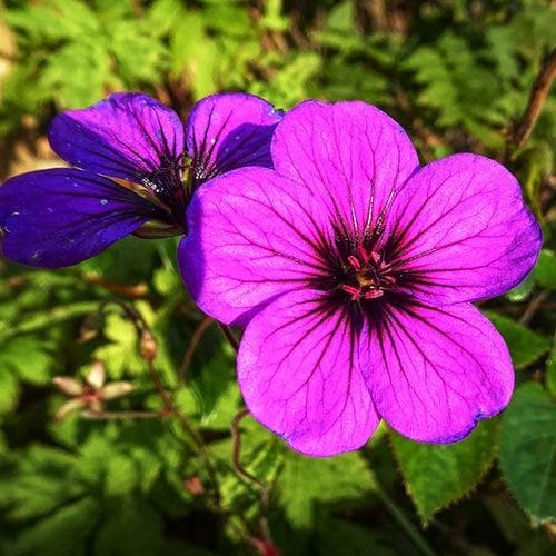 Geranium Ann Folkard