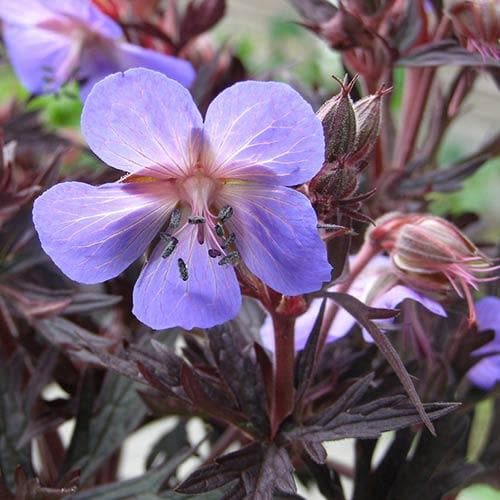 Geranium pratense Midnight Reiter