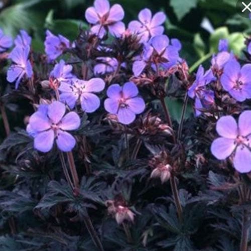 Geranium pratense Midnight Reiter