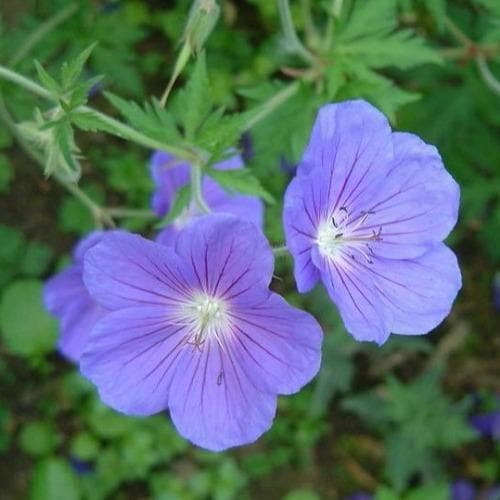 Geranium Orion AGM