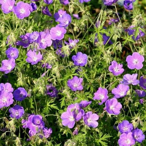 Geranium Orion AGM