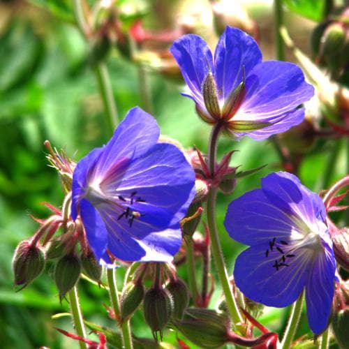 Geranium Johnson’s Blue