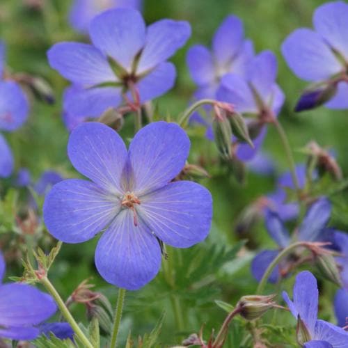 Geranium Johnson’s Blue