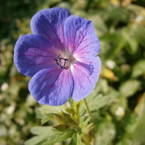 Geranium Johnson’s Blue