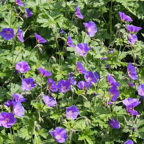 Geranium Johnson’s Blue