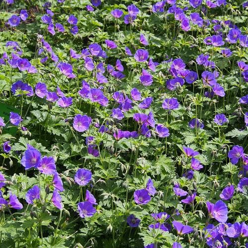 Geranium Johnson’s Blue