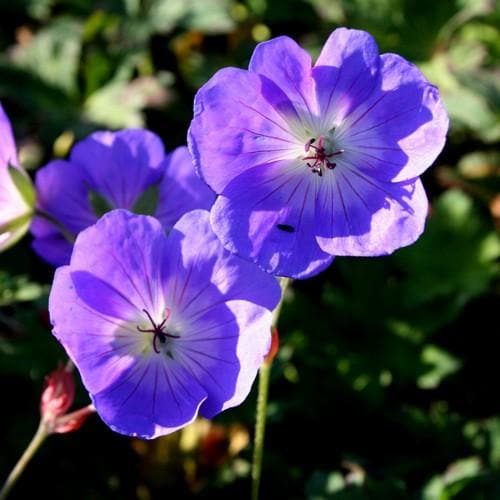 Geranium Rozanne AGM - Future Forests