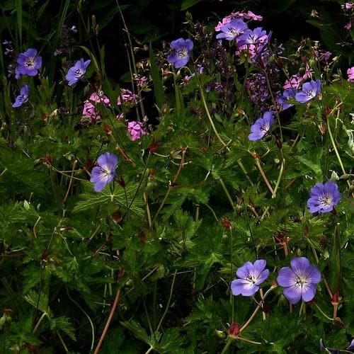 Geranium Rozanne AGM - Future Forests